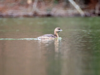 Pied-billed grebe swimming in water
