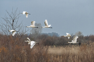 Eurasian spoonbills feeding and flying in Doñana National Park, Spain