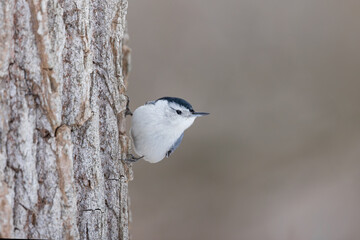 Close up view of Nuthatch bird on the tree.