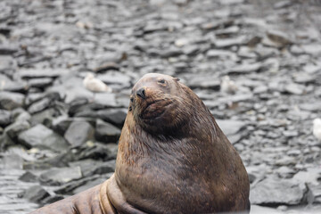 Close up view of Sealion at Alaska coast line.