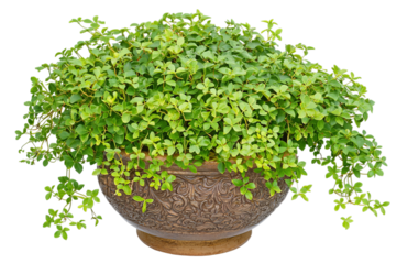 Lush green potted plant with delicate leaves cascading over ornate bronze bowl, creating a vibrant indoor garden centerpiece