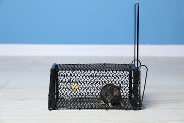 Rat in black metal mouse trap indoors