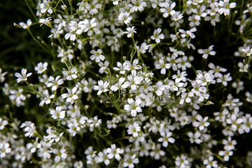 Detalle de flores y hojas originales y espectaculares