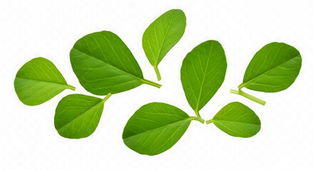 Fototapeta premium Fresh Green Leaves Isolated on White Background Studio Shot High Resolution