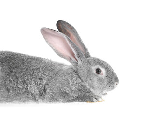 Fluffy grey rabbit on white background. Cute pet