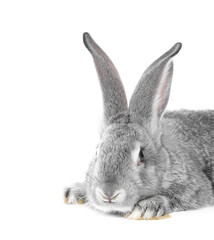 Fluffy grey rabbit on white background. Cute pet