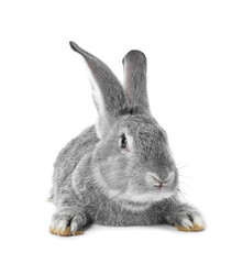 Fluffy grey rabbit on white background. Cute pet