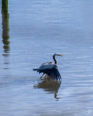 Great blue heron walking gracefully through calm waters at dawn sunning their wings near a serene shoreline
