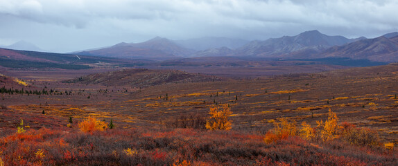 Scenic Tundra landscape in Denali national park area in Alaska