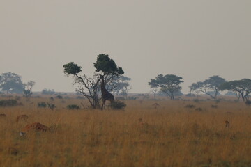 Obraz premium Giraffe