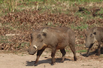 Warthog in Murchison Falls National Park