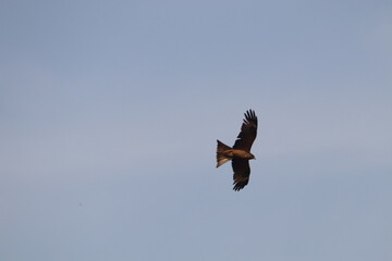 Brown Kite Uganda