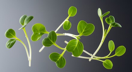 Microgreens Vibrant Green Growth Closeup Studio Shot Fresh Produce