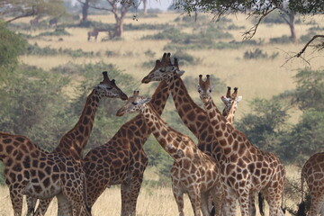 Giraffes