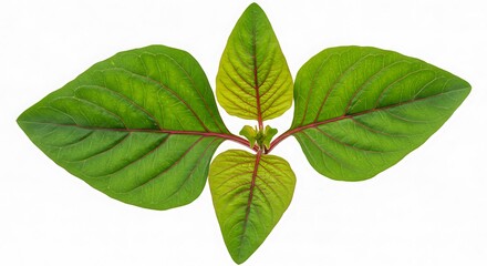 Fototapeta premium Four Leaves Vibrant Green Red Veins Isolated Studio Shot