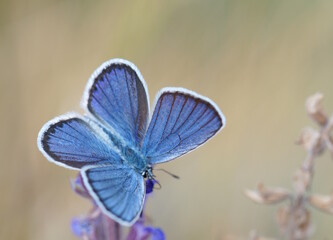 Beautiful golubyanka butterfly icarus. Insects in nature.