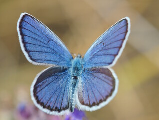 Beautiful golubyanka butterfly icarus. Insects in nature.