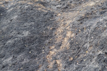 Burnt grass in the field. Burnt vegetation.