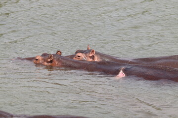 Fototapeta premium Hippos