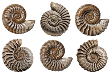 Ammonite fossil set with intricate spiral ridges, isolated on transparent background.