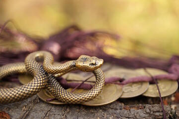 A bunch of Chinese coins on a wooden background and a snake figurine. Feng shui symbols.