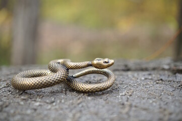 A metal snake figurine. Decorative animals.