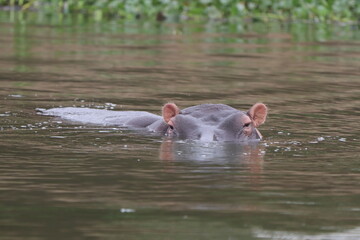Fototapeta premium Hippos