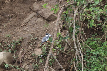 Kingfishers