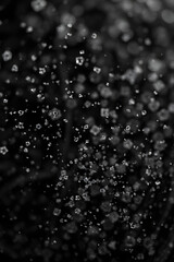 Fototapeta premium gotas de agua con bokeh