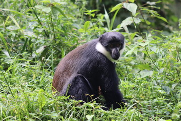 L'Hoest's monkey