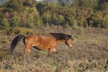 A brown wild horse on a mountain pass with the forest view