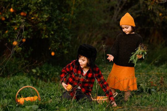 Children Harvesting Oranges in Lush Green Garden Setting