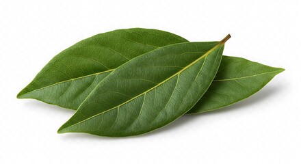 Obraz premium Bay Leaves Fresh Aromatic Culinary Herb Close-up Studio Shot High Resolution