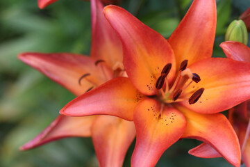 Close-up of vibrant orange lilies in full bloom with delicate petals and detailed stamens. A...