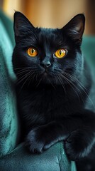 Black cat relaxing ornate chair high resolution hd image