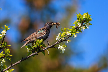 black starling sitting on a branch in a spring may garden with a beak full of insects for chicks