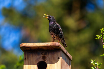 black starling sits on its house against blue sky in spring garden in may and sings