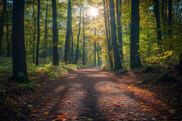 Fototapeta premium Forest path illuminated by sunlight through trees in autumn