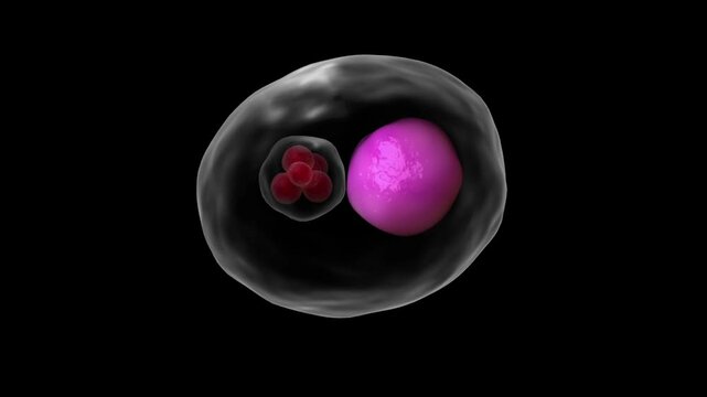 Biomedical animation showing the life cycle of Chlamydia psittaci.