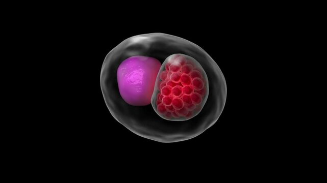 Biomedical animation of Chlamydia psittaci on black background.