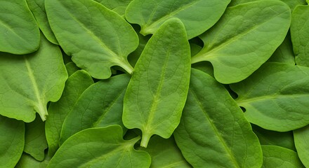 Naklejka premium Fresh vibrant natural green leaves with a dense organic pattern and natural texture, concept for healthy eating, organic food packaging and natural product promotion