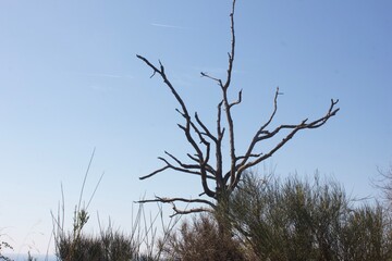 dead tree against blue sky