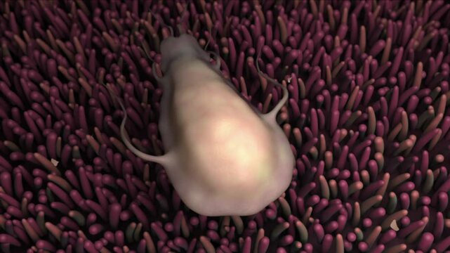 Biomedical animation of the Giardia parasite inside the human intestines.