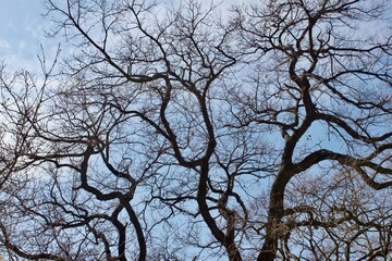 black oak tree branches against blue sky