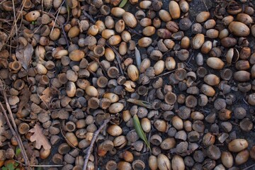 the background of dry fallen acorns on the ground