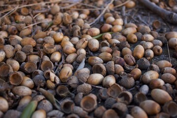 the ground covered with fallen acorns