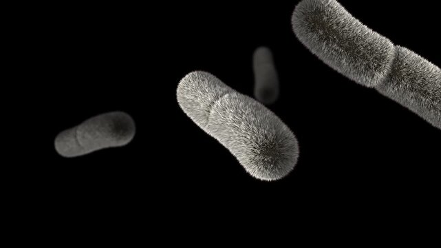 Biomedical animation of Yersinia pestis bacteria, black background.