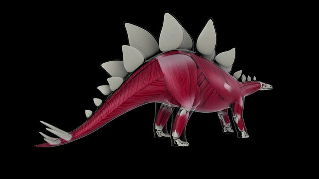 Muscular system of Stegosaurus dinosaur, animation.