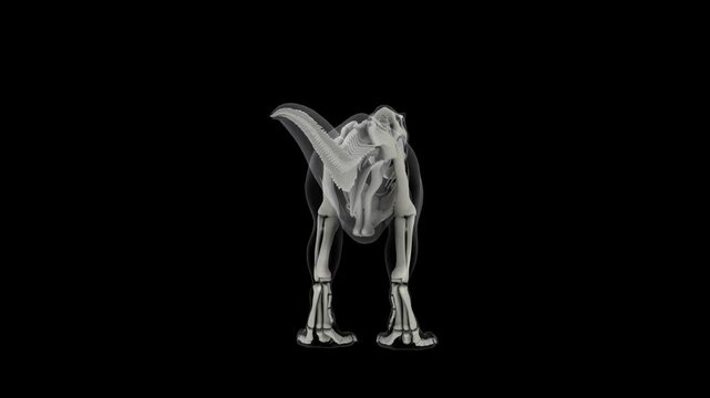 Skeletal system of a T-rex dinosaur, animation.