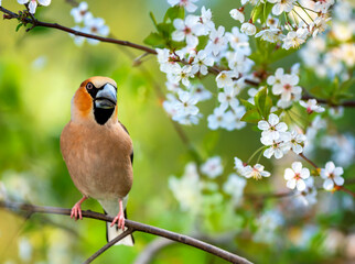 bright bird male grosbeak sitting on branches of white blossoming cherry tree in spring may garden
